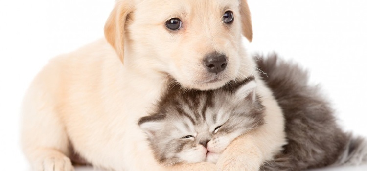 Min. Salute - Circ. 15/05/2020 n. 11185 - Emergenza COVID19 - Misure relative alla salute e al benessere degli animali