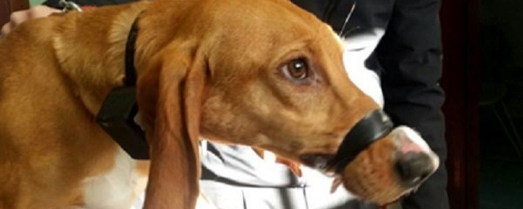 Legare il muso del cane per impedirgli di abbaiare è reato ai sensi dell'art. 544 ter c.p.