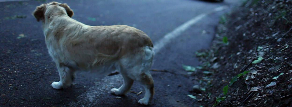 Cassazione Penale - Reato di abbandono di animali